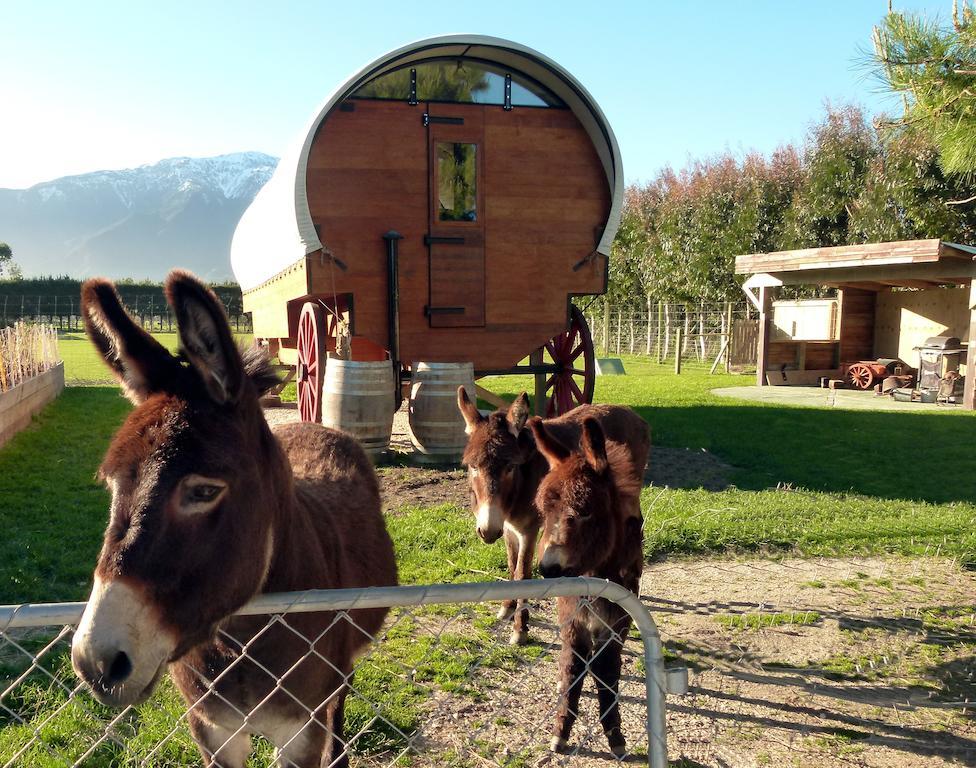 Wacky Stays - Unique Farm-Stay Glamping Rentals, Free Animal Feeding Tours Kaikoura Eksteriør billede